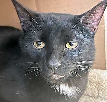 Photo of Caine — Bonded Buddy With Gustavo