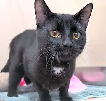 Photo of Gustavo — Bonded Buddy With Caine