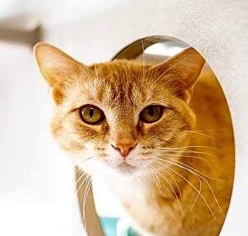 Photo of Butterscotch