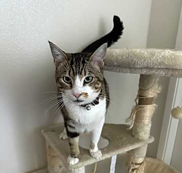 Photo of Nibbler