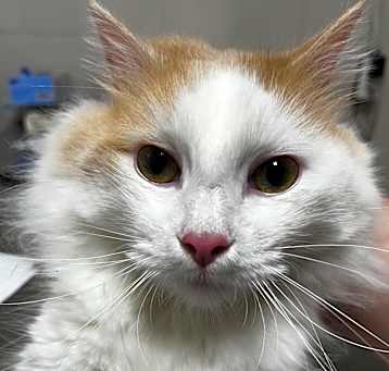 Photo of Castiel