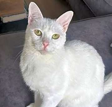 Photo of Aspen