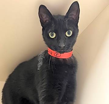 Photo of Stella