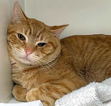 Photo of Simba (Bashful Buddy)