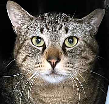 Photo of Champ