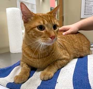 Photo of Simba