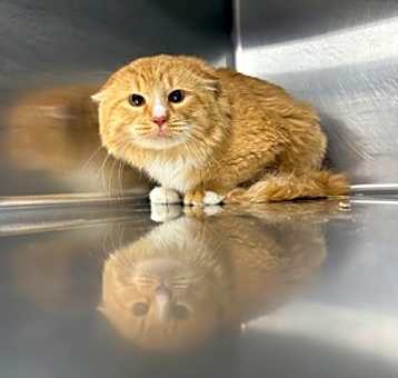 Photo of Nacho Jr.