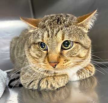 Photo of Mango