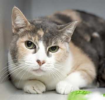 Photo of SOPHIE