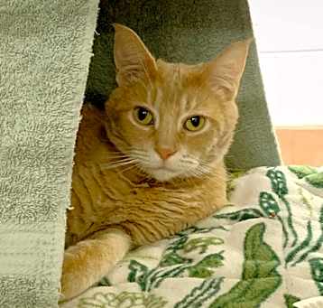 Photo of Topaz