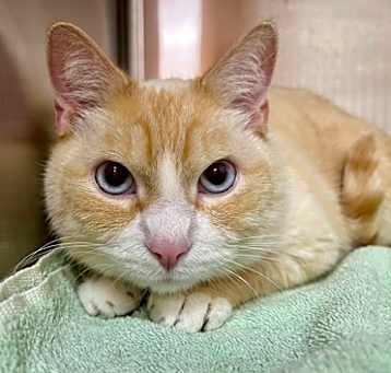 Photo of Creamsicle