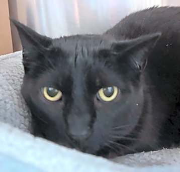 Photo of Luna