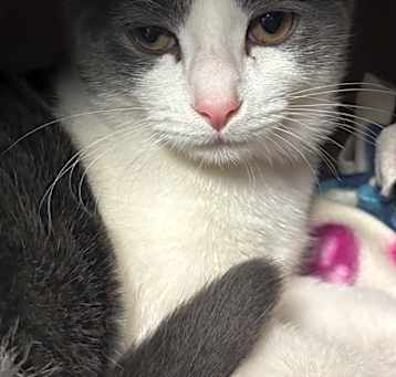 Photo of Tomato