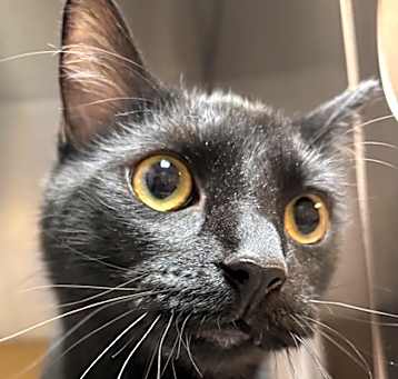 Photo of Binx