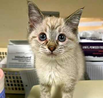 Photo of Hermione