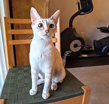 Photo of Nutmeg