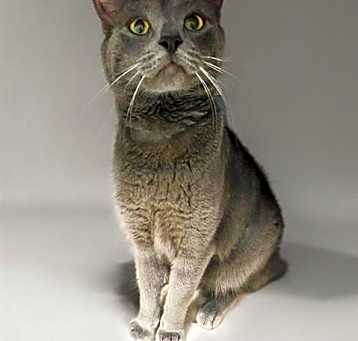 Photo of DEZZY