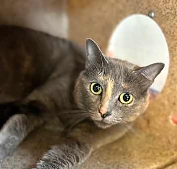 Photo of Mitzi