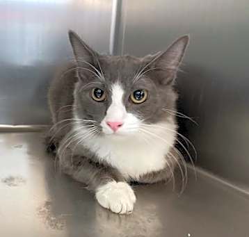 Photo of CINDER