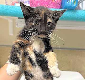 Photo of BUTTERCUP