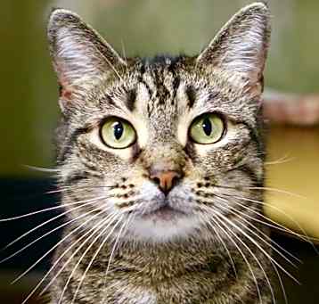 Photo of Tigey