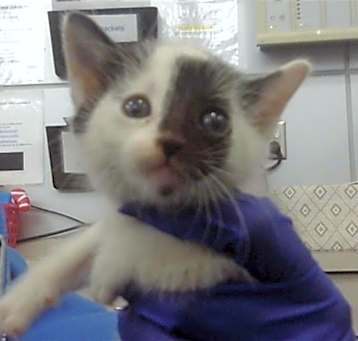 Photo of NEBULA