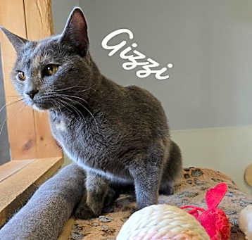 Photo of Gizzi