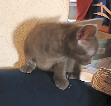 Photo of Kitten