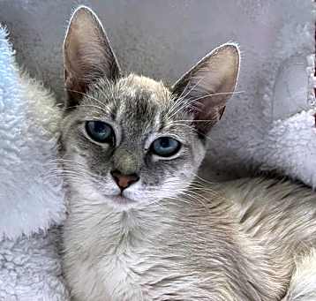 Photo of Eridani