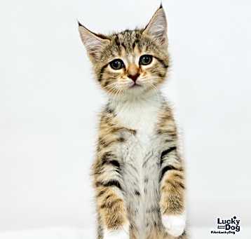 Photo of Violet