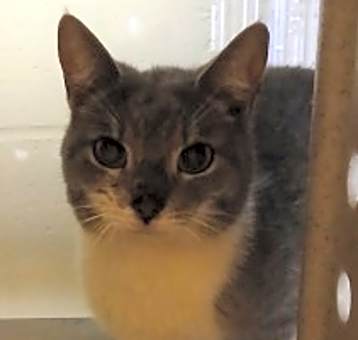 Photo of Nova