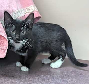 Photo of Molly