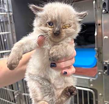 Photo of Flutter-Nutter  - At shelter available 5/15