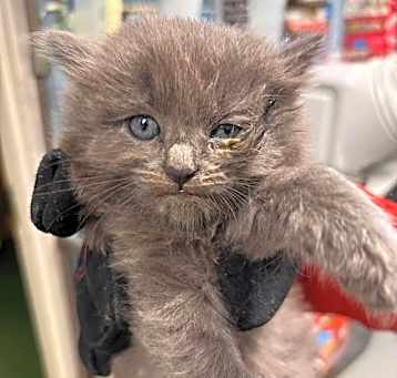 Photo of Cashmere - At shelter available 5/15