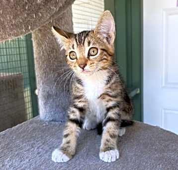 Photo of Tinker
