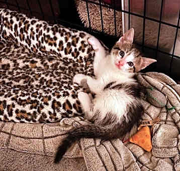 Photo of Cupcake