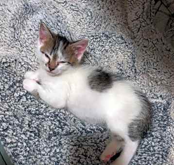 Photo of Churro