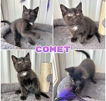 Photo of Comet - SR1