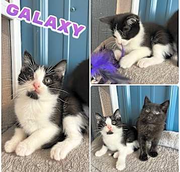 Photo of Galaxy - SR1