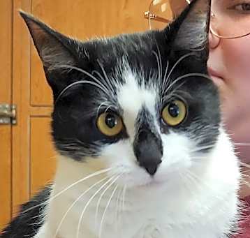 Photo of Sox