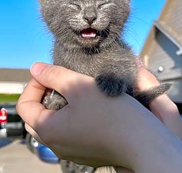 Photo of Grey kitten