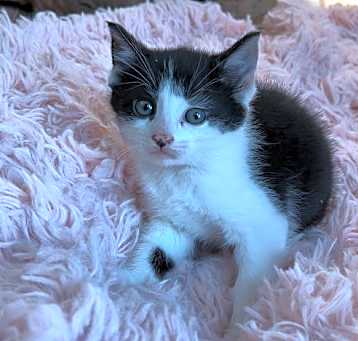 Photo of Moochie