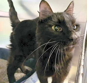 Photo of Mr Cat