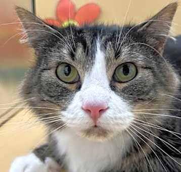 Photo of Meeko