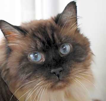 Photo of Pear