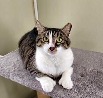 Photo of Gizmo