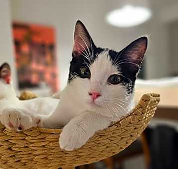 Photo of Shadow