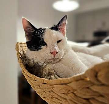 Photo of Oreo