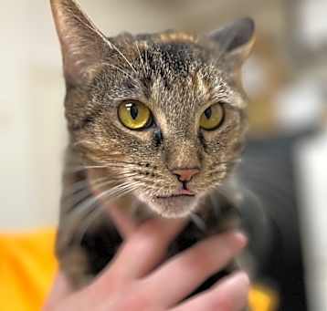Photo of Chessie