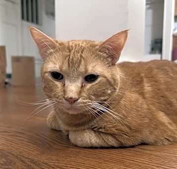 Photo of Oliver